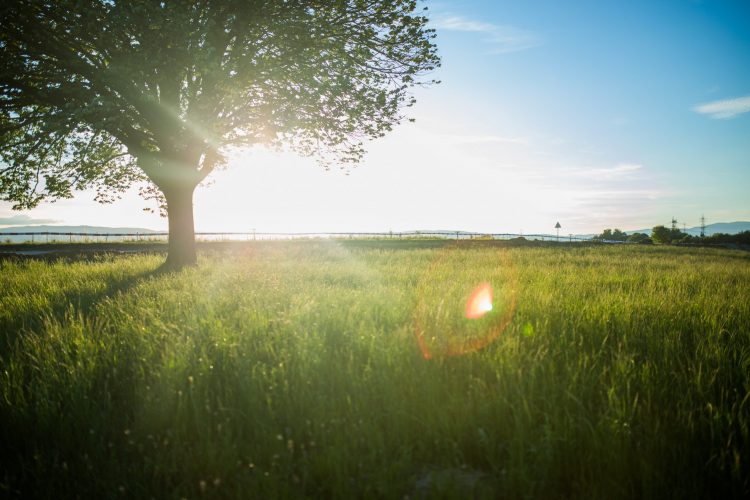 Large trees can be an obstruction to drainage system planning. 