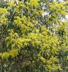 Wattle